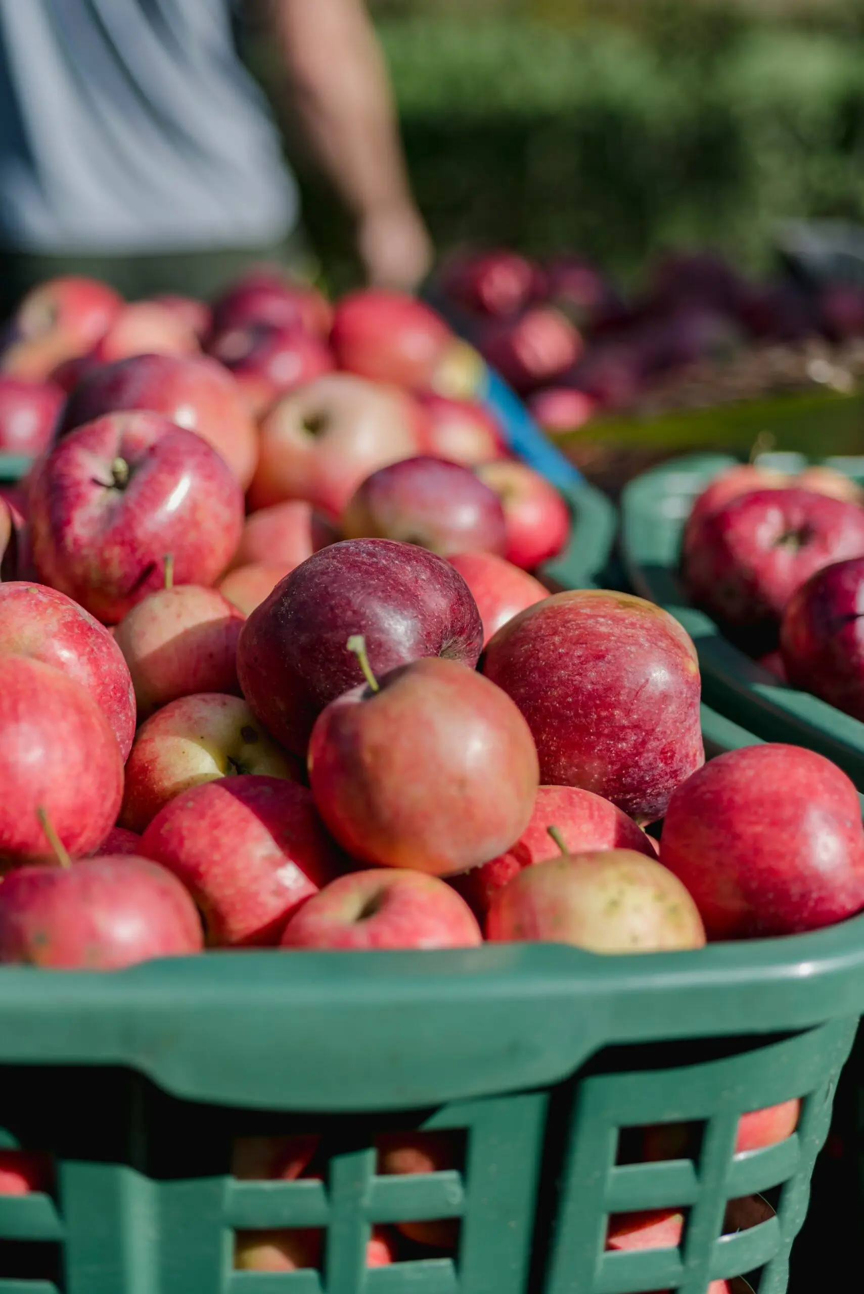 Apples in a basket
